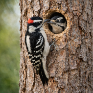 Downy Woodpecker