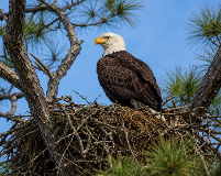 Bald Eagle