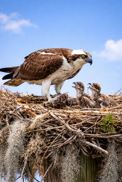 Osprey on the nest