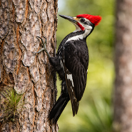 Piliated Woodpecker